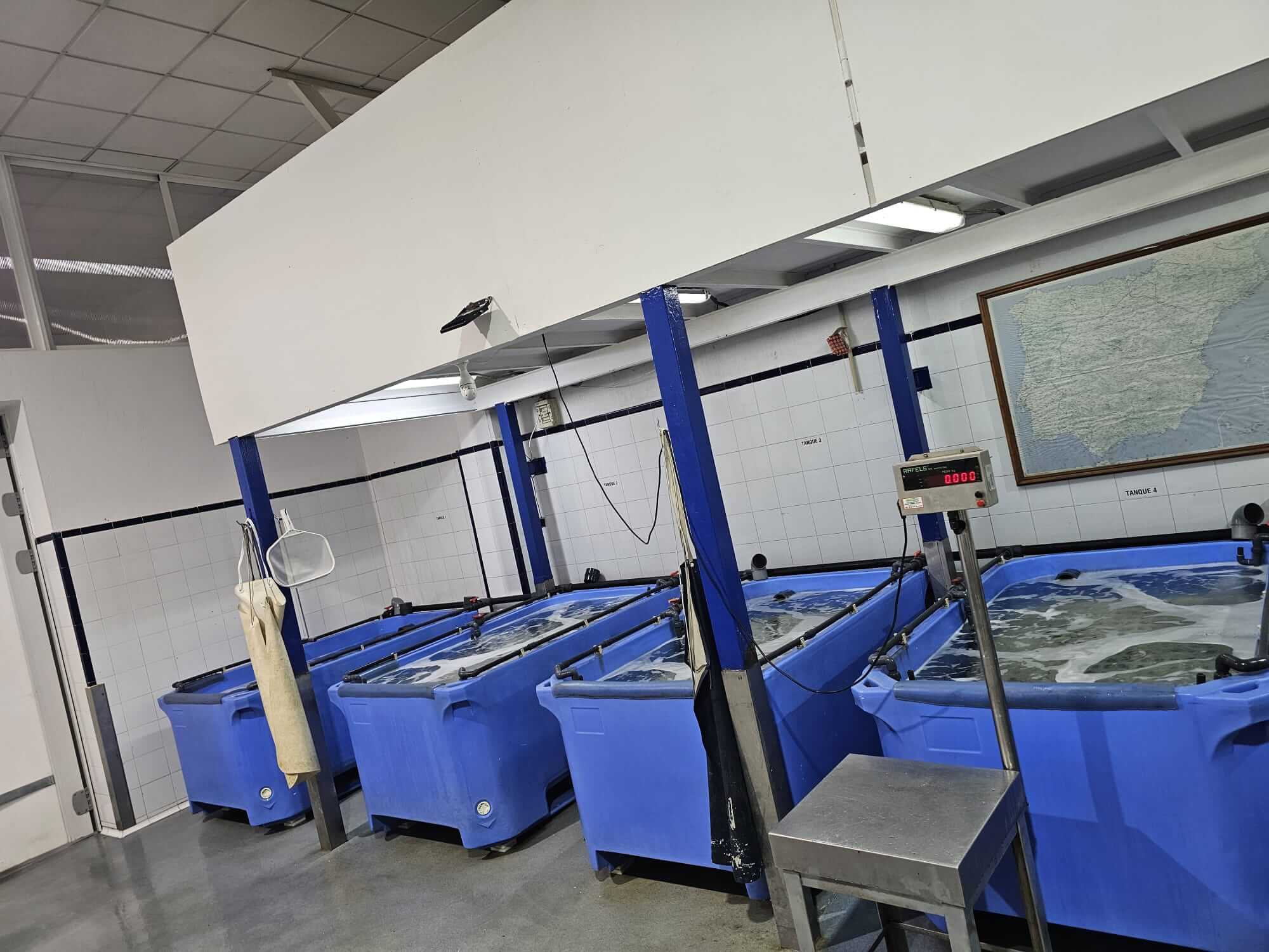 Depuradoras de marisco